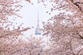 Seoul tower in spring with cherry blossom tree in full bloom, so Royalty Free Stock Photo