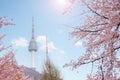 seoul tower in spring with cherry blossom tree in full bloom, south korea Royalty Free Stock Photo