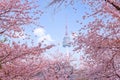 seoul tower in spring with cherry blossom tree in full bloom, south korea Royalty Free Stock Photo