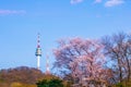 Seoul tower in spring with cherry blossom tree in full bloom, south korea Royalty Free Stock Photo