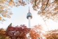 Seoul Tower with yellow and red autumn maple leaves at Namsan mountain in South Korea Royalty Free Stock Photo