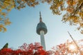 Seoul Tower with yellow and red autumn maple leaves at Namsan mo Royalty Free Stock Photo