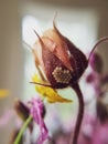 Sepals gravitate. Unusual rare flowers. Field flowers. Clutch of insect eggs on a leaf of a plant Royalty Free Stock Photo