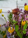 Sepals gravitate. Unusual rare flowers. Field flowers. Clutch of insect eggs on a leaf of a plant