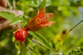 Sepals Of Pomegranate Flowers