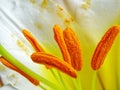 Sepals of white royal lily - Lilium regale