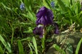 Separate beautiful iris grows in the garden.