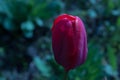 Separate beautiful tulip grows in the garden.