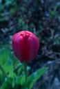 Separate beautiful tulip grows in the garden.