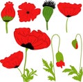 Separate elements flowers red poppy: flowers, leaves, bolls, buds