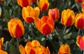 Separate large flowers tulips in spring garden closeup