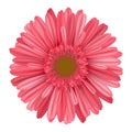 Separate pink daisy gerbera flower from top
