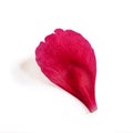 Separate pink-magenta peony petal close-up isolated on a white background. A piece of flower corolla - colorful design element for Royalty Free Stock Photo