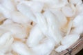 Separate White silkworm pupa Royalty Free Stock Photo