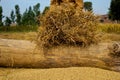 Separating Rice grains