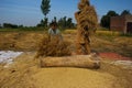 Separating Rice grains