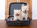 Separation anxiety: two scruffy west highland white westie terri Royalty Free Stock Photo