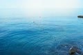 Separation buoys in the sea for safe swimming on the beach Royalty Free Stock Photo