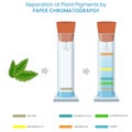 Plant pigments separated by paper chromatography based on solubility and migration on paper