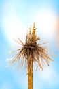 Separation, sprig of umbrella inflorescence Royalty Free Stock Photo