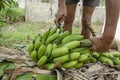 Seperating Banana by Hands