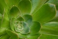 Sepervivum closeup , succulent plant rosette macro Royalty Free Stock Photo