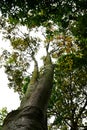 Tropical tree sepetir daun nipis (sindora echinocalyx) view bottom up Royalty Free Stock Photo