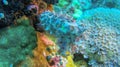 Sepia above coral reef from front view. Multicolored sepia observes the surroundings. Soft and hard sea corals of different colors