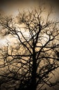 Sepia abstract branches silhouette Royalty Free Stock Photo