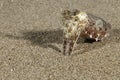 Sepia aculeata Needle Cuttlefish Royalty Free Stock Photo