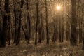 Sepia autumn forest Royalty Free Stock Photo