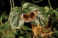 Sepia butterfly among the greeneries Royalty Free Stock Photo