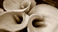 Sepia calla lillies horizontal Royalty Free Stock Photo