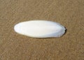 Sepia bone or cuttlefish shell washed up on the beach.