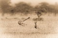 Sepia cheetah chasing gazelle among whistling thorns Royalty Free Stock Photo