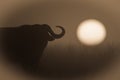 Sepia close-up of buffalo silhouette at sunrise Royalty Free Stock Photo