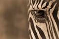 Sepia close-up of eye of Grevy zebra