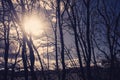 Sepia coloured silloutte of trees with a ray of sunshine Royalty Free Stock Photo