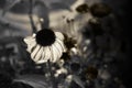 Sepia Cone Flower