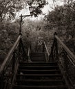 Sepia Elegance: Staircase, Lantern, and Arboreal Symphony