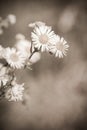 Sepia flowers