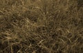 Sepia grass background Royalty Free Stock Photo