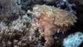 Sepia latimanus or Broadclub Cuttlefish Royalty Free Stock Photo