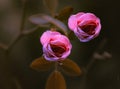 Sepia look of pink roses shot in a garden