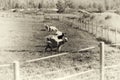 Sepia Norway sheep on farm background Royalty Free Stock Photo