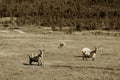 Sepia Norway sheep on farm background Royalty Free Stock Photo