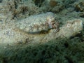 Sepia officinalis, common cuttlefish or European common cuttlefish. Royalty Free Stock Photo