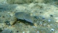 Sepia officinalis, common cuttlefish or European common cuttlefish. Royalty Free Stock Photo