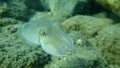 Sepia officinalis, common cuttlefish or European common cuttlefish. Royalty Free Stock Photo