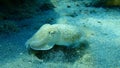 Sepia officinalis, common cuttlefish or European common cuttlefish. Royalty Free Stock Photo